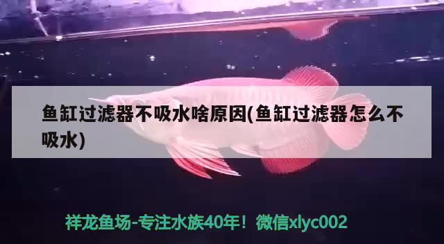 魚缸過濾器不吸水啥原因(魚缸過濾器怎么不吸水) 綠皮皇冠豹魚