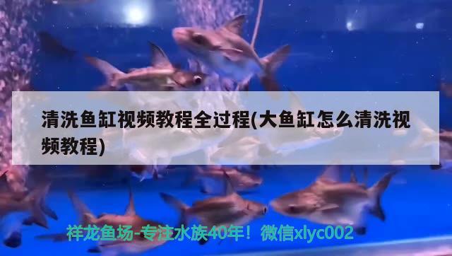 清洗魚缸視頻教程全過程(大魚缸怎么清洗視頻教程) 豹紋夫魚苗