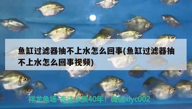 幻彩金花羅漢魚圖片欣賞（幻彩金花羅漢魚圖片欣賞） 羅漢魚 第1張