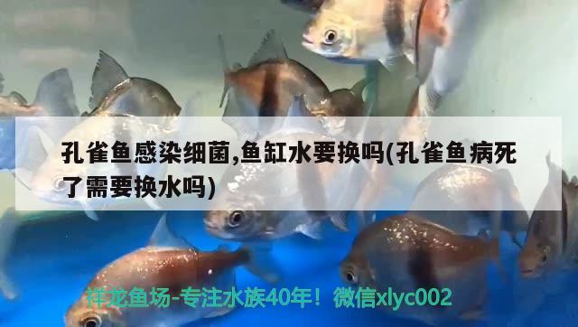 孔雀魚感染細(xì)菌,魚缸水要換嗎(孔雀魚病死了需要換水嗎)