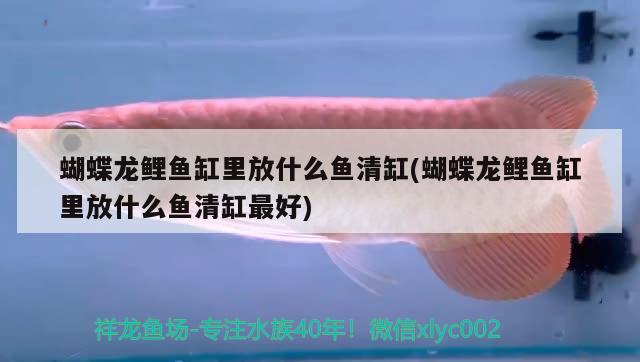 蝴蝶龍鯉魚缸里放什么魚清缸(蝴蝶龍鯉魚缸里放什么魚清缸最好)