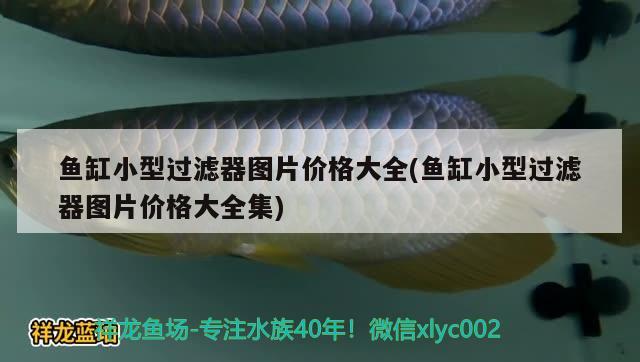 撫順魚缸定做廠家地址在哪 撫順觀賞魚百姓網(wǎng) 祥龍龍魚專用水族燈