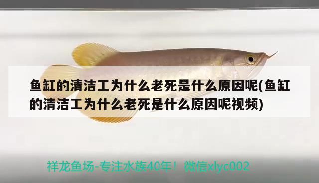 魚缸的清潔工為什么老死是什么原因呢(魚缸的清潔工為什么老死是什么原因呢視頻)