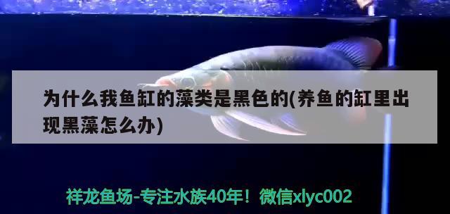 為什么我魚缸的藻類是黑色的(養(yǎng)魚的缸里出現(xiàn)黑藻怎么辦) 鐵甲武士