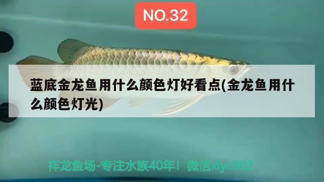 藍(lán)底金龍魚用什么顏色燈好看點(diǎn)(金龍魚用什么顏色燈光)