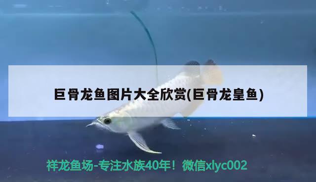 巨骨龍魚圖片大全欣賞(巨骨龍皇魚) 海象魚