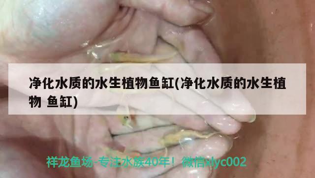 為什么魚缸的水總是渾濁怎么辦(魚缸的水老是渾濁) 電鰻