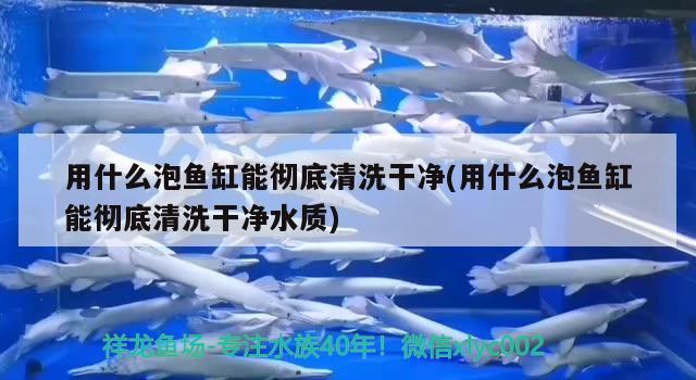 用什么泡魚缸能徹底清洗干凈(用什么泡魚缸能徹底清洗干凈水質(zhì))