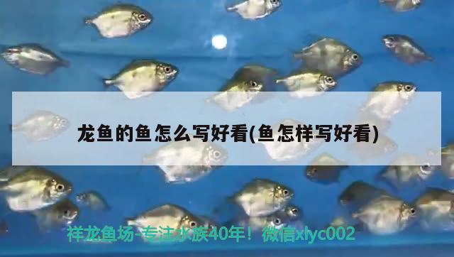 龍魚的魚怎么寫好看(魚怎樣寫好看)