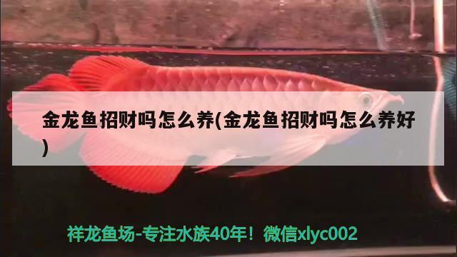 金龍魚招財(cái)嗎怎么養(yǎng)(金龍魚招財(cái)嗎怎么養(yǎng)好) 祥龍進(jìn)口元寶鳳凰魚