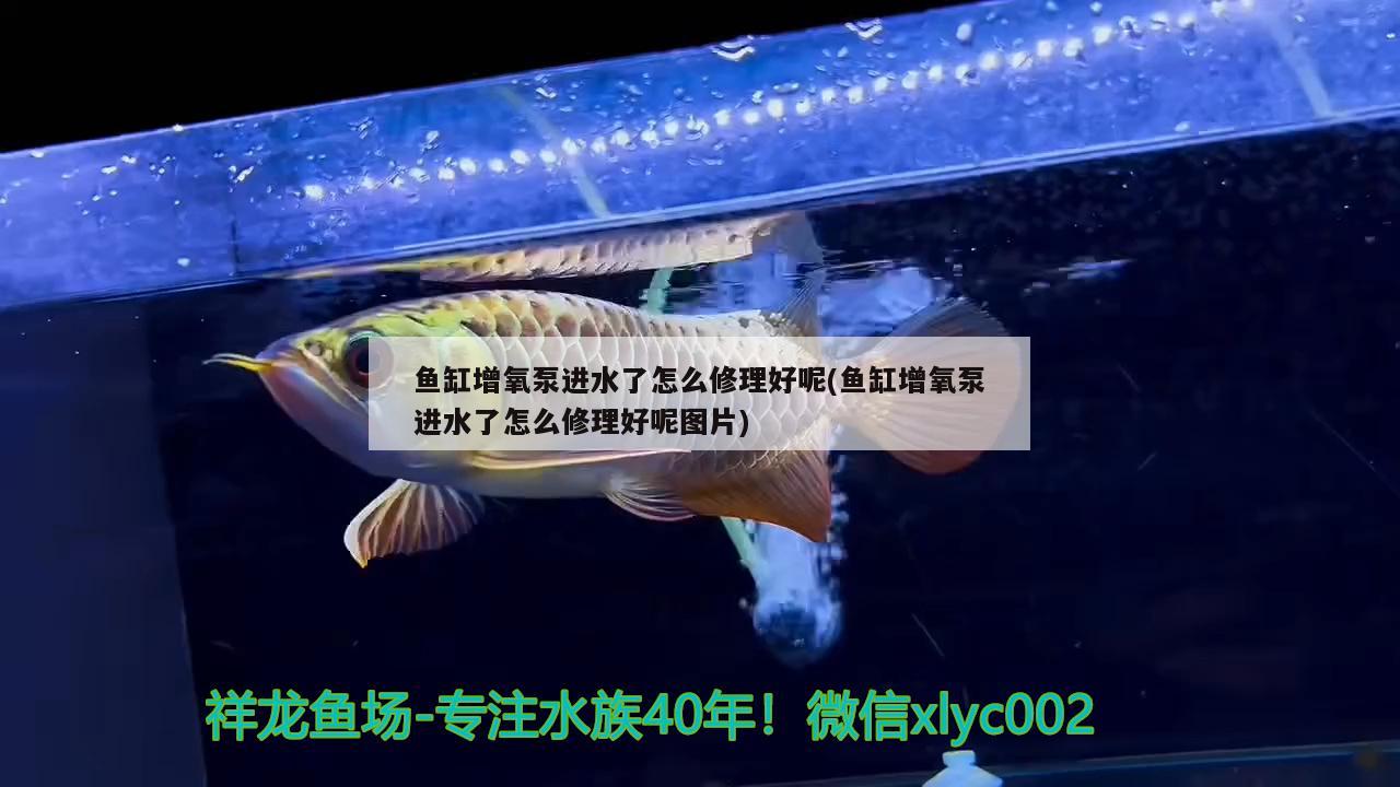 魚缸增氧泵進水了怎么修理好呢(魚缸增氧泵進水了怎么修理好呢圖片)