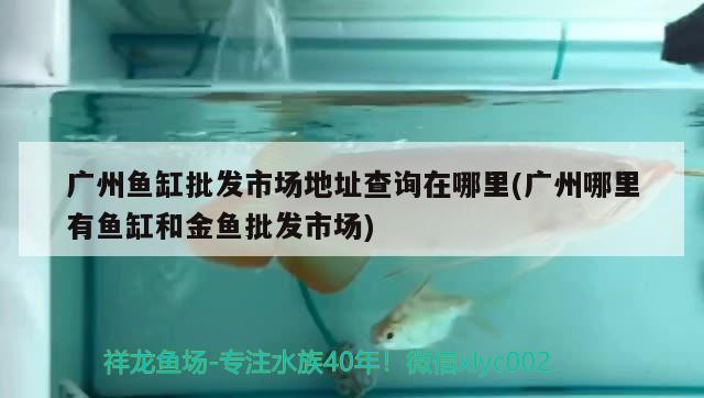 廣州魚缸批發(fā)市場地址查詢在哪里(廣州哪里有魚缸和金魚批發(fā)市場)