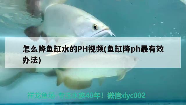 怎么降魚缸水的PH視頻(魚缸降ph最有效辦法) 水族世界