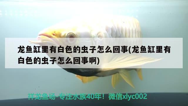 魚卵孵化要多長時間才能孵化出小魚魚卵孵化要多長時間才能孵化，章魚卵孵化要多長時間才能孵化 飛鳳魚苗 第3張