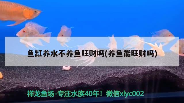 魚缸養(yǎng)水不養(yǎng)魚旺財(cái)嗎(養(yǎng)魚能旺財(cái)嗎) 月光鴨嘴魚苗