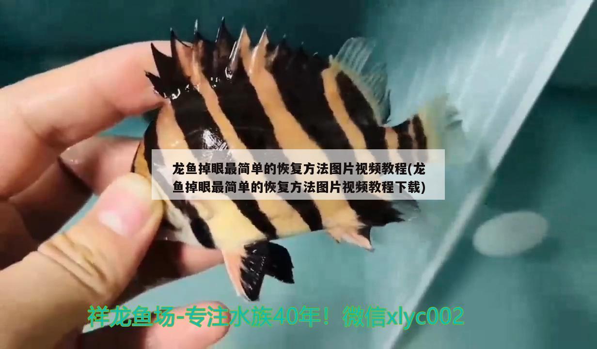 龍魚掉眼最簡單的恢復方法圖片視頻教程(龍魚掉眼最簡單的恢復方法圖片視頻教程下載) 鐵甲武士