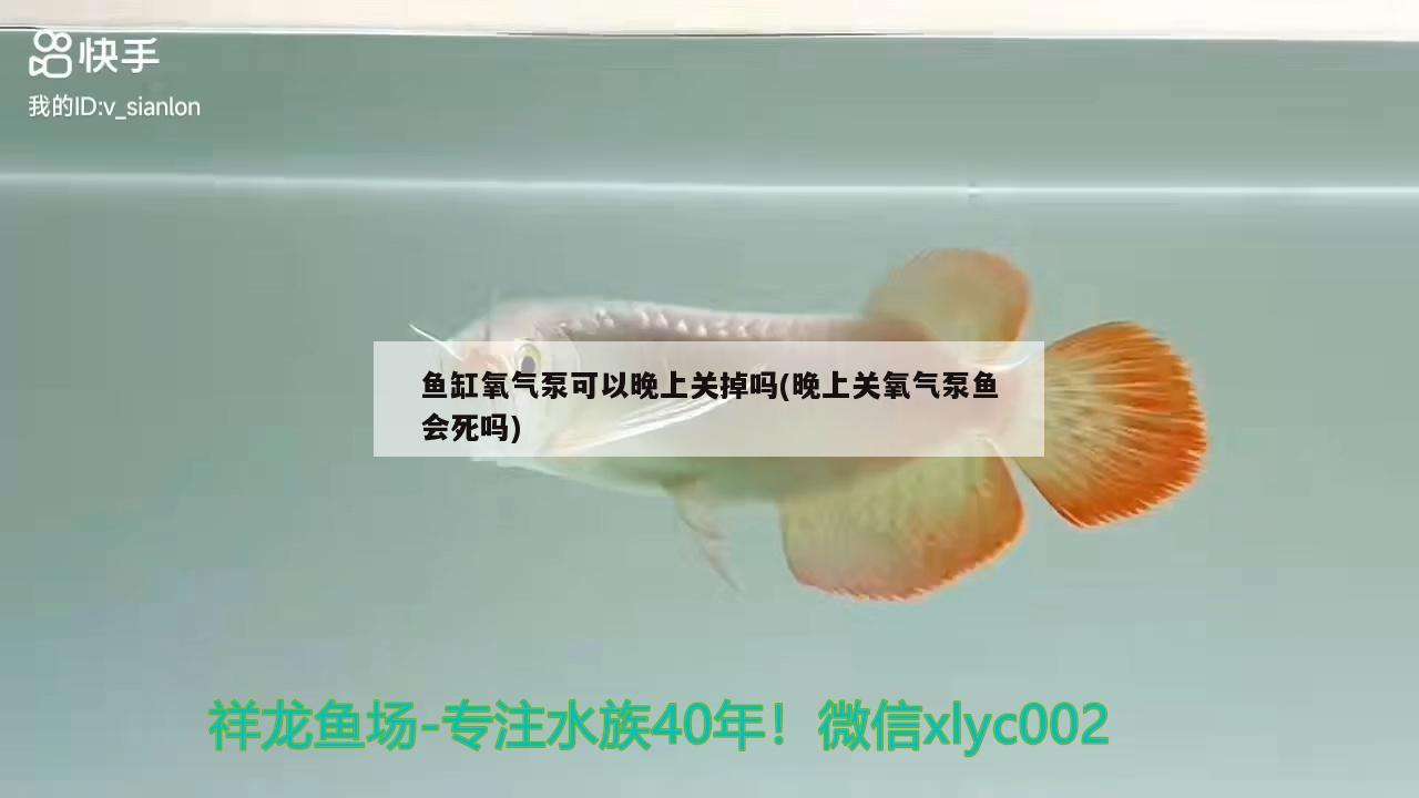 魚缸氧氣泵可以晚上關(guān)掉嗎(晚上關(guān)氧氣泵魚會(huì)死嗎) 白子銀版魚苗