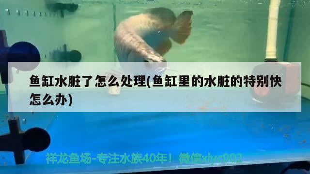 紹興銀泰魚缸米倉(cāng)價(jià)格多少 紹興銀泰魚缸米倉(cāng)價(jià)格多少錢 皇冠黑白魟魚 第2張