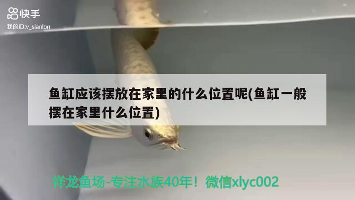 魚缸應(yīng)該擺放在家里的什么位置呢(魚缸一般擺在家里什么位置) 蘇虎