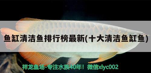 魚缸清潔魚排行榜最新(十大清潔魚缸魚)