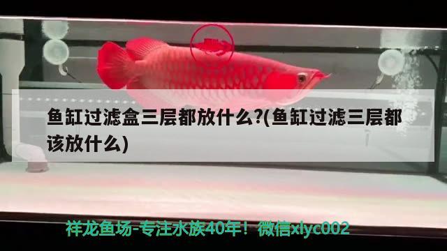 魚缸過濾盒三層都放什么?(魚缸過濾三層都該放什么)