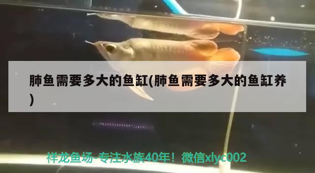 肺魚需要多大的魚缸(肺魚需要多大的魚缸養(yǎng))