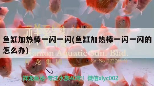 魚缸加熱棒一閃一閃(魚缸加熱棒一閃一閃的怎么辦) 一眉道人魚