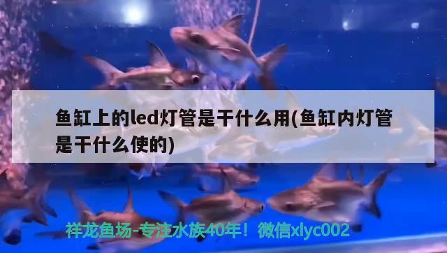 魚缸上的led燈管是干什么用(魚缸內(nèi)燈管是干什么使的)