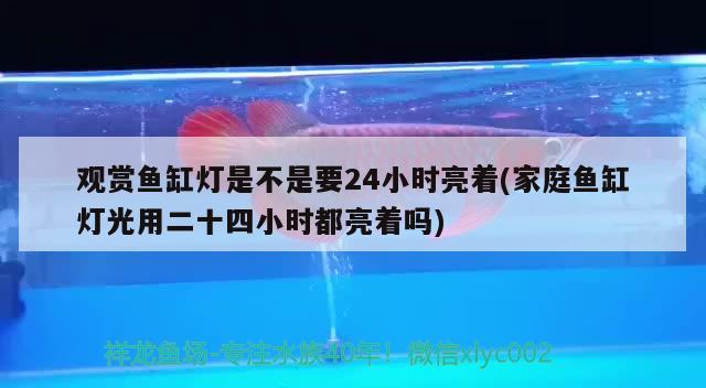 觀賞魚缸燈是不是要24小時亮著(家庭魚缸燈光用二十四小時都亮著嗎) 黑云魚