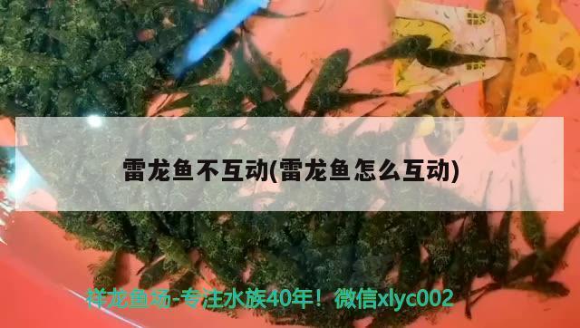 雷龍魚不互動(雷龍魚怎么互動) 稀有紅龍品種