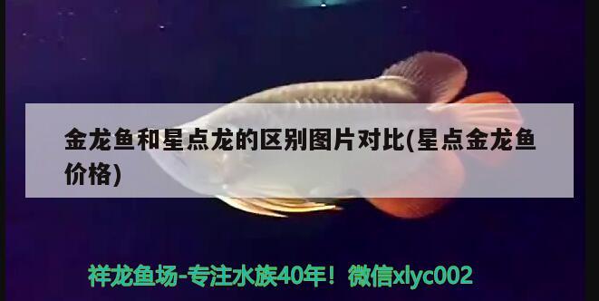 金龍魚和星點(diǎn)龍的區(qū)別圖片對(duì)比(星點(diǎn)金龍魚價(jià)格)