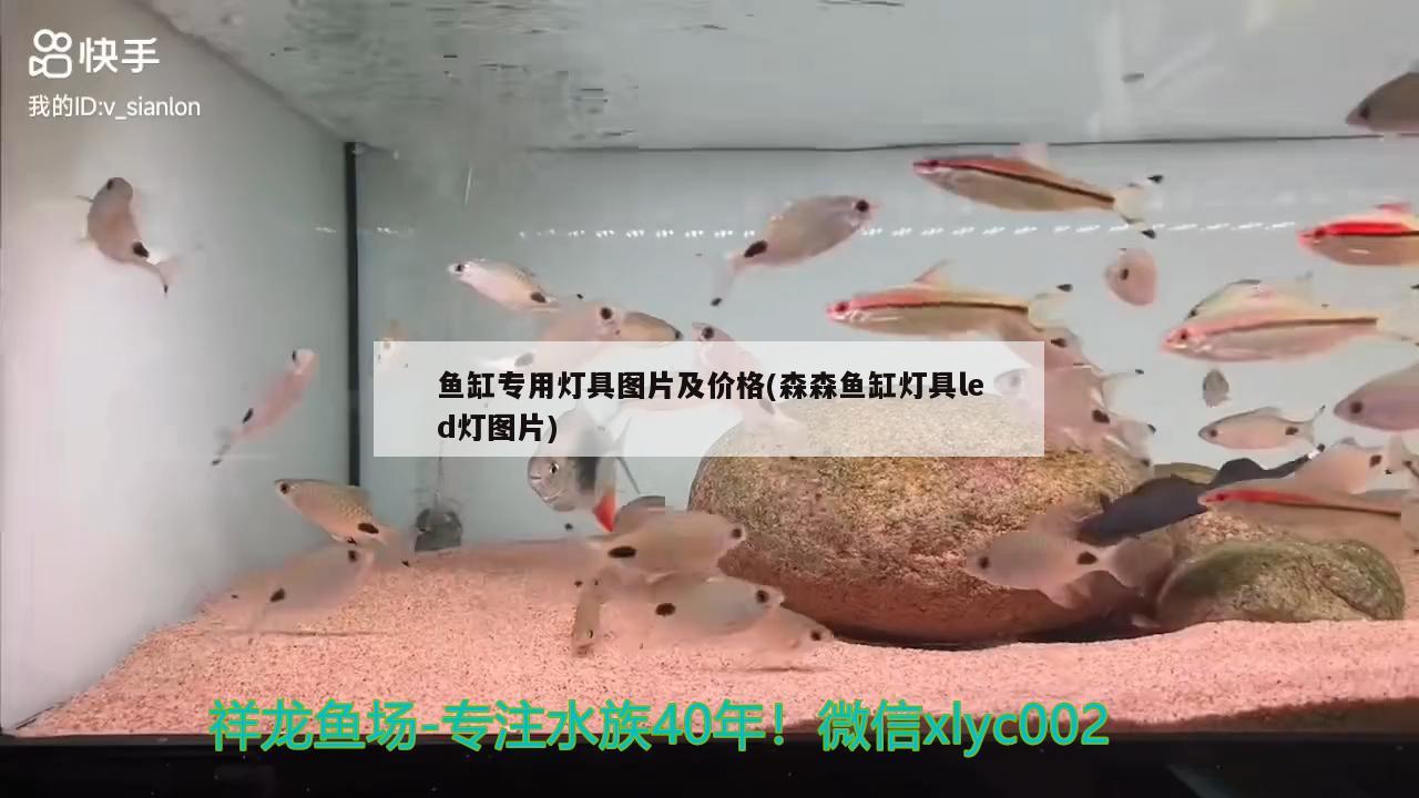 魚缸專用燈具圖片及價(jià)格(森森魚缸燈具led燈圖片) 觀賞蝦蟹等飼料