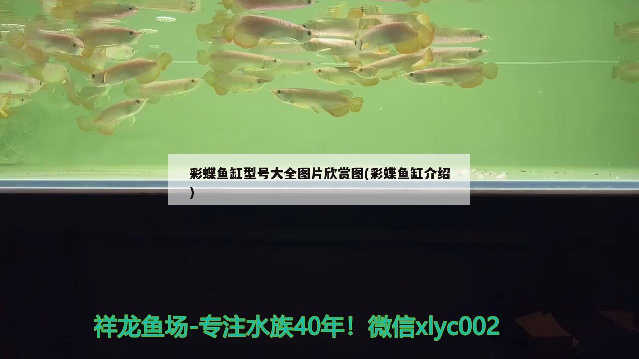 彩蝶魚缸型號大全圖片欣賞圖(彩蝶魚缸介紹) 魚缸凈水劑