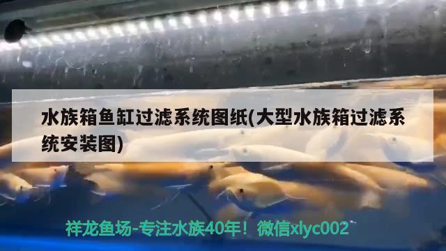 臨河觀賞魚哪兒有賣的呀圖片大全（臨河吃魚哪家好） 金龍福龍魚 第2張