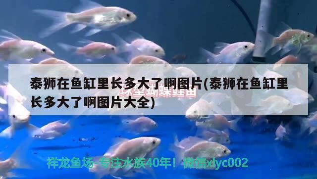 廣州市從化城郊水之美水族館，廣州市從化城郊水之美水族館電話