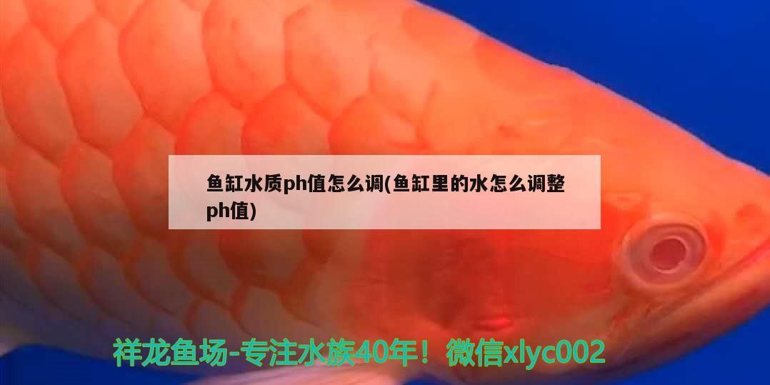 魚缸水質(zhì)ph值怎么調(diào)(魚缸里的水怎么調(diào)整ph值) 水族用品