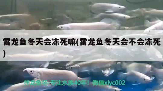 雷龍魚冬天會凍死嘛(雷龍魚冬天會不會凍死)