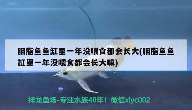 胭脂魚(yú)魚(yú)缸里一年沒(méi)喂食都會(huì)長(zhǎng)大(胭脂魚(yú)魚(yú)缸里一年沒(méi)喂食都會(huì)長(zhǎng)大嘛) 白條過(guò)背金龍魚(yú)