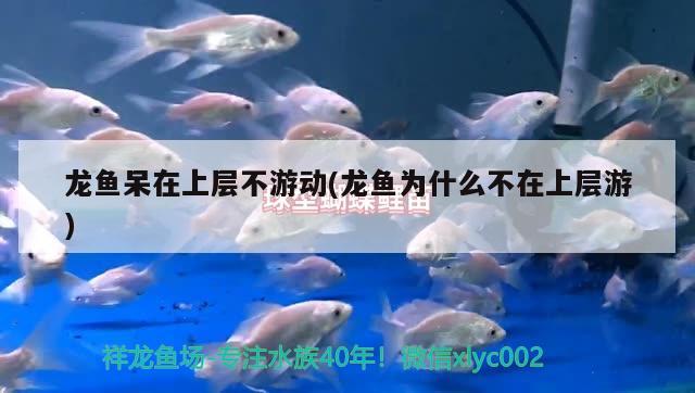 80厘米魚缸養(yǎng)什么魚合適(80厘米的缸適合養(yǎng)什么魚) 赤荔鳳冠魚 第3張