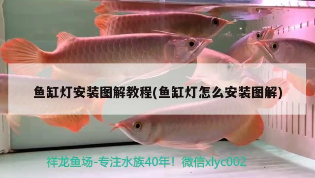 魚缸燈安裝圖解教程(魚缸燈怎么安裝圖解) 龍魚百科