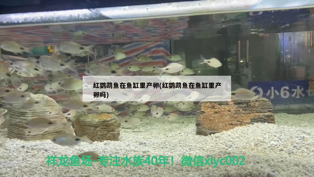 紅鸚鵡魚在魚缸里產(chǎn)卵(紅鸚鵡魚在魚缸里產(chǎn)卵嗎)