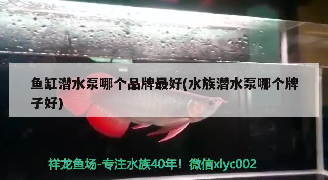 魚缸潛水泵哪個品牌最好(水族潛水泵哪個牌子好) 野彩魚