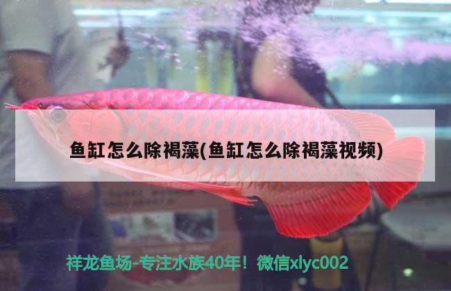 魚缸怎么除褐藻(魚缸怎么除褐藻視頻) 帝王迷宮