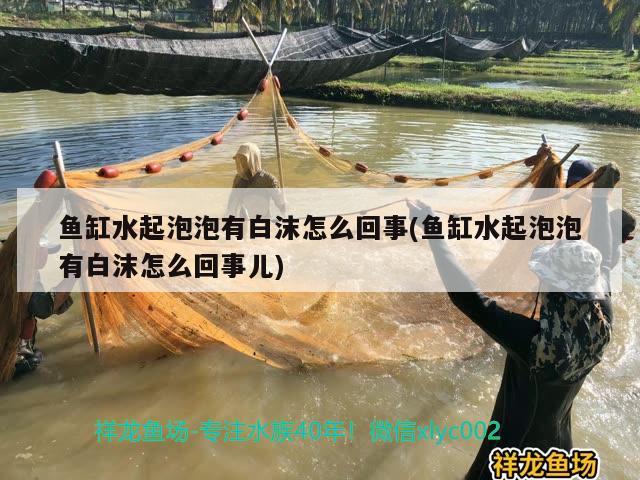 魚缸水起泡泡有白沫怎么回事(魚缸水起泡泡有白沫怎么回事兒) 養(yǎng)魚的好處