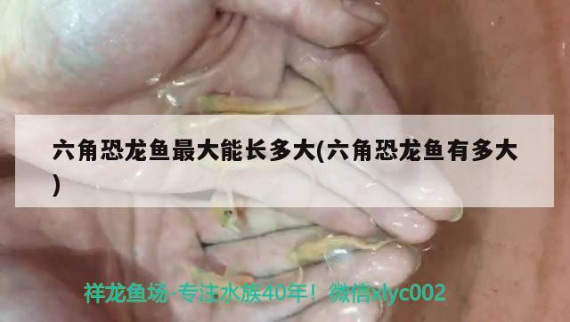 小金龍魚，小金龍魚膠腥不腥