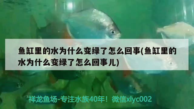 魚缸里的水為什么變綠了怎么回事(魚缸里的水為什么變綠了怎么回事兒) 赤荔鳳冠魚