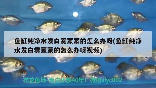 魚缸純凈水發(fā)白霧蒙蒙的怎么辦呀(魚缸純凈水發(fā)白霧蒙蒙的怎么辦呀視頻) 紅眼黃化幽靈火箭魚|皇家火箭魚