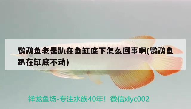 鸚鵡魚老是趴在魚缸底下怎么回事啊(鸚鵡魚趴在缸底不動) 鸚鵡魚