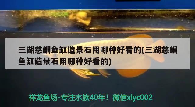 三湖慈鯛魚缸造景石用哪種好看的(三湖慈鯛魚缸造景石用哪種好看的) 青龍魚