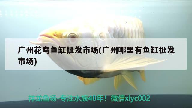 廣州花鳥魚缸批發(fā)市場(廣州哪里有魚缸批發(fā)市場) 白子銀龍魚苗